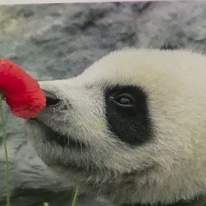 Meet your Posher, Melvin